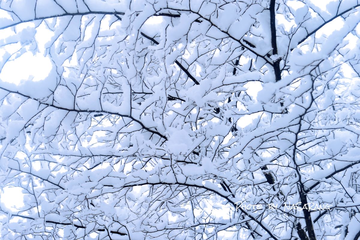 20210314123413f4a5101e5d8360135030ee50474012a6f34bb4c9.jpg